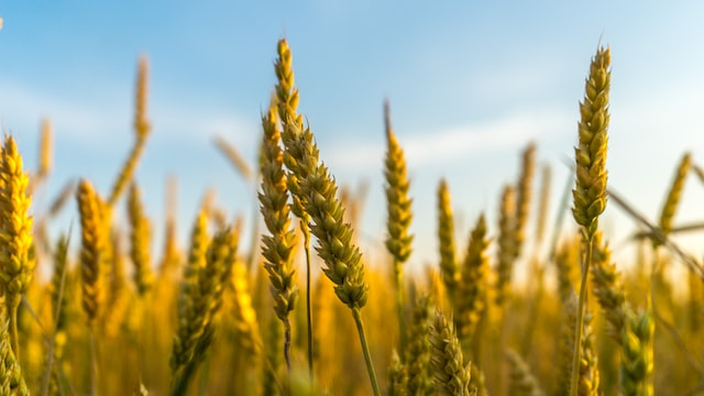 Close up on a grain field